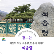 예천의 보물 석송령, 자연과 역사가 어우러진 반송의 이야기