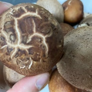 농장스 생표고버섯 : 무농약 표고버섯을 찾으시는 분들에게