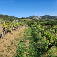 와인 산업도 전문화 바람…포도재배 전문 회사의 등장