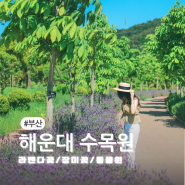 부산 꽃구경 해운대수목원 라벤더 장미공원 동물원 입장료 무료