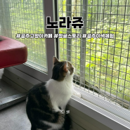 [노라쥬] 공주 대형 고양이 카페/세종 천안 대전 근교 이색 체험