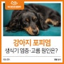 강아지 생식기 염증 고름 포피염이란?