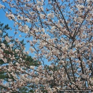 4월: 꽃피는 봄날, 갤러리에 가득한 벚꽃, 이벤트도 한가득🎉