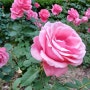 5월 꽃의 여왕 장미(薔薇)이야기*《분홍장미, 빨강장미, 흰장미, 노랑장미》꽃말