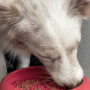 강아지 급체 방지를 위한 슬로우식기 사용 방법