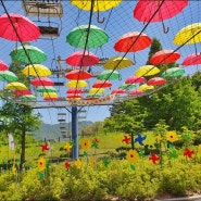 5월, 서울 대공원에 핀 꽃