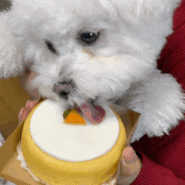 카카오 선물하기 담무 강아지 수제 당근케이크 선물 받은 솔직 후기