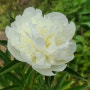 흰노랑색 작약꽃