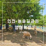 늘솔길공원 양떼목장 주차장 놀이터 인천 아이랑 갈만한곳