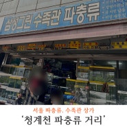 서울 청계천 파충류 거리에서 크레스티드 게코 구매 후기