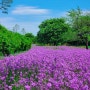 영천생태지구공원 보라유채꽃 양귀비 작약 개화 상태 위치
