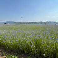 경기 남양주: 수레국화와 양귀비꽃과 자작나무가 있는 한강공원 삼패지구