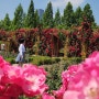 대전 한밭수목원 장미원, 꽃축제
