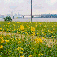 한강 서래섬 유채꽃 장미 잔잔한 예쁨 산책길 좋아!