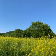[경기 여주] 강계 봉진막국수, 이포 당남리 유채꽃밭