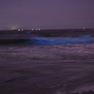 환상의 푸른 바다. 비인해변 야광충