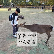 일본 아이와 오사카여행 나라 사슴 공원