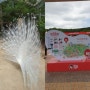 울산대공원 장미축제/태화강역-여천천-남부순환로
