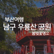 부산 우룡산공원 팔각정 벚꽃명소 개화시기 포토존 가는법 정리! 부산여행