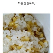 카무트효소, 카무트 쌀 효능과 먹는방법 및 칼로리!