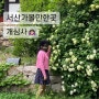 서산가볼만한곳 4월말 겹벚꽃, 청벚꽃 개화정도, 수국 포토존이 있는 '개심사'