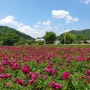 홍천 수타사 - 작약꽃밭, 불두화, 공작산 생태숲공원
