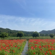 경남 밀양 5월 가볼만한곳 삼문동 장미공원, 넓은 양귀비 꽃밭