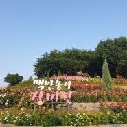 부천 3대 장미축제 백만송이장미원 (도당근린공원)