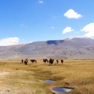 몽골여행 일정 예산 경비 울란바토르 물가 환전팁