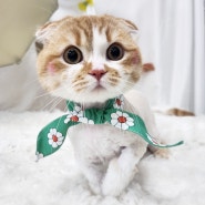 고양이 전문 미용실 대전 고양이미용 페르시안캣