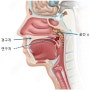 성악 발성 노트 91 근본적 오해