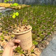 탄소창고 CXP목재 화분으로 산림청 자생식물나눠주기 행사 !