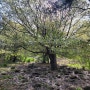 벚꽃 길이 예뻐 봄에 찾기 좋은 승학산 구덕산 시약산 코스