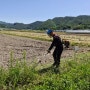 유기농쌀벼농사 풀과의 전쟁 논두렁 풀베기
