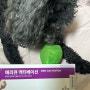 [메리큐엑티베이션] 강아지항산화영양제 - 강아지치매증상치매약 - 치매예방노견영양제 - 반려견건강체크