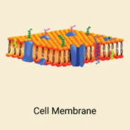 세포 cell