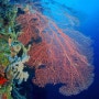 산호가 아름다운 세부 카모테스 펀다이빙