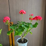 송겨울 빨간 꽃 한국 제라늄 추천