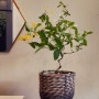 목질화 금은화 인동 넝쿨 키우기 외목대 수형 만들기 방법 꽃 피는 개화 시기 꽃대 줄기 위치 자엽 인동초