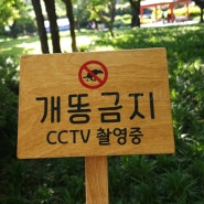 개똥금지 CCTV 촬영중 나무팻말