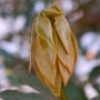 참식나무 새순과 어린 잎