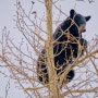 0377, 록키산맥 사진여행기 20, 호숫가의 나무에 곰이 열렸네