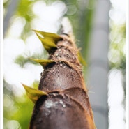 죽순 효능 피로회복에 도움 되는 대나무죽순 영양성분