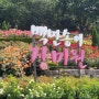 부천 장미축제 | 장미꽃 향기 가득, 부천 도당근린공원 백만송이 장미원