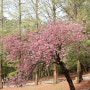 [인천] 4월, 인천대공원 : 겹벚꽃, 튤립