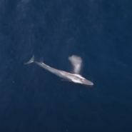 대왕고래 수염 크기 식습관 특징
