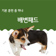 강아지 배변패드 어떻게 교육하고 계시나요?