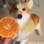 강아지 귤 오렌지 한라봉 카라향 제철과일 먹어도 되나요? 고양이가 먹어도 되는 과일
