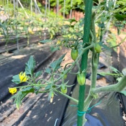 토마토 방울토마토 키우기 물 비료 지지대 곁순 제거 가지치기 첫 꽃 열매