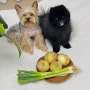 강아지가 먹으면 안되는 음식 파 양파 치사량 소량 먹었을 때 중독 증상